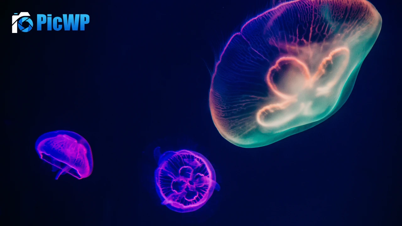 Jellyfishes Purple 4K PC Wallpaper