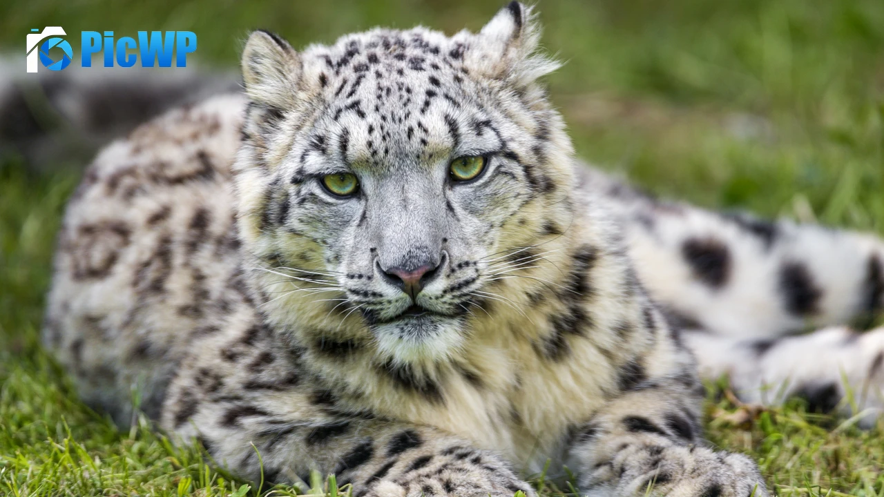 White Snow leopard 4K PC Wallpaper