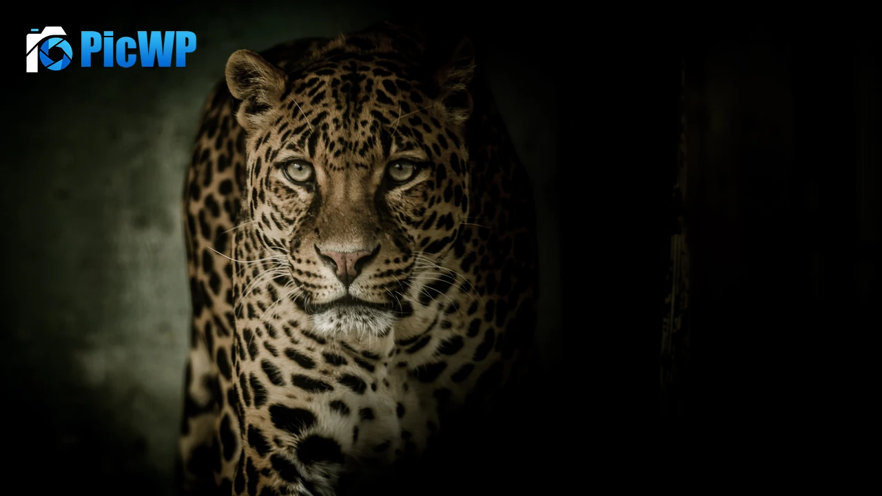 Leopard Wild animal 4K PC Wallpaper