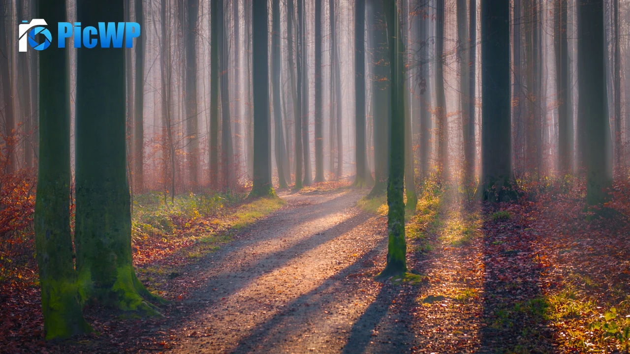 Autumn Forest Fallen Leaves 4K PC Wallpaper