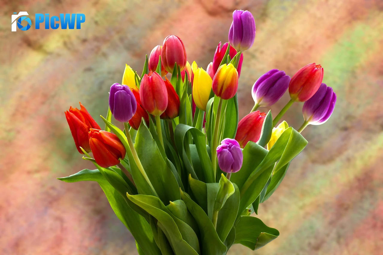 Tulip Bouquet Spring flowers 3K PC Wallpaper