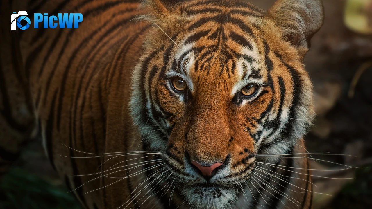 Bengal Tiger Closeup 4K PC Wallpaper