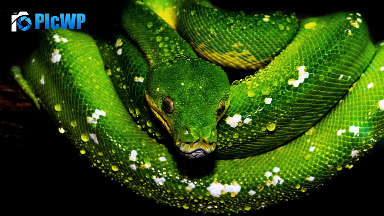 Tree Python Green snake 4K PC Wallpaper