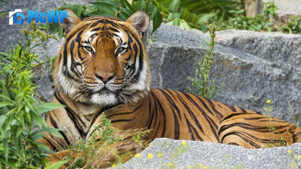 Malayan tiger Big cat 4K PC Wallpaper