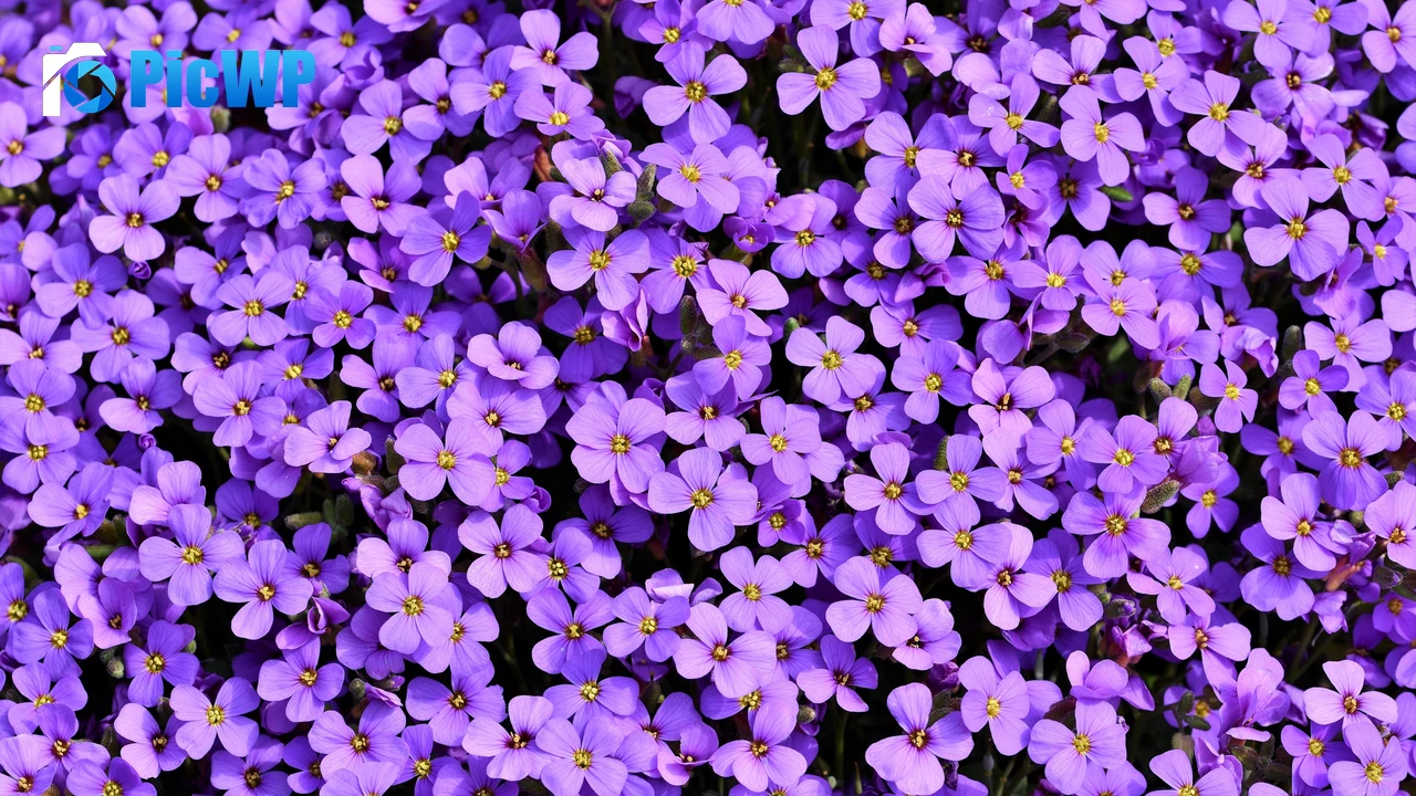 Aubrieta Violet flowers 4K PC Wallpaper