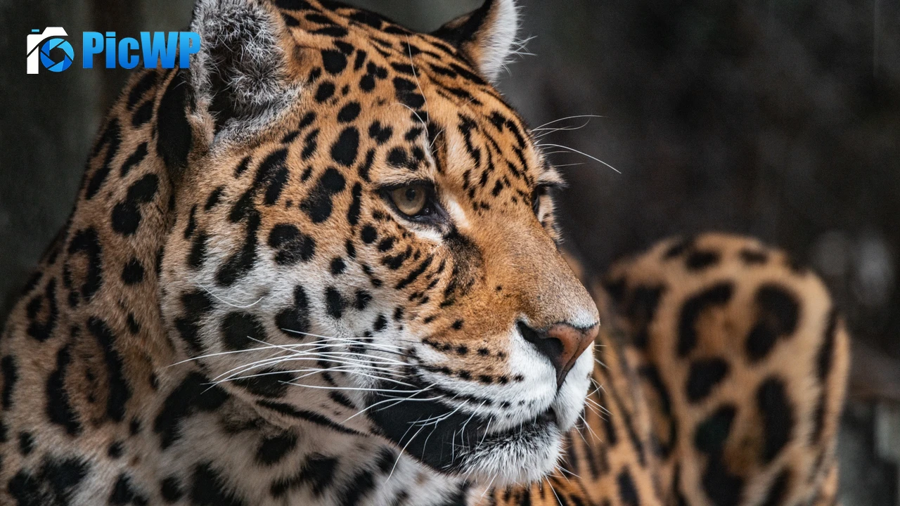 Leopard Zoo 4K PC Wallpaper