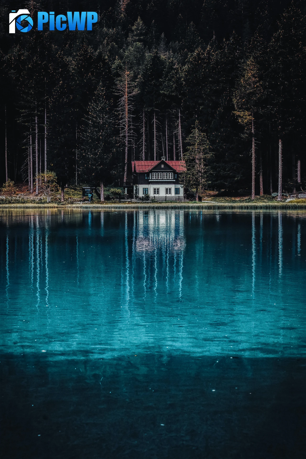 Dark Forest House 6K Mobile Wallpaper