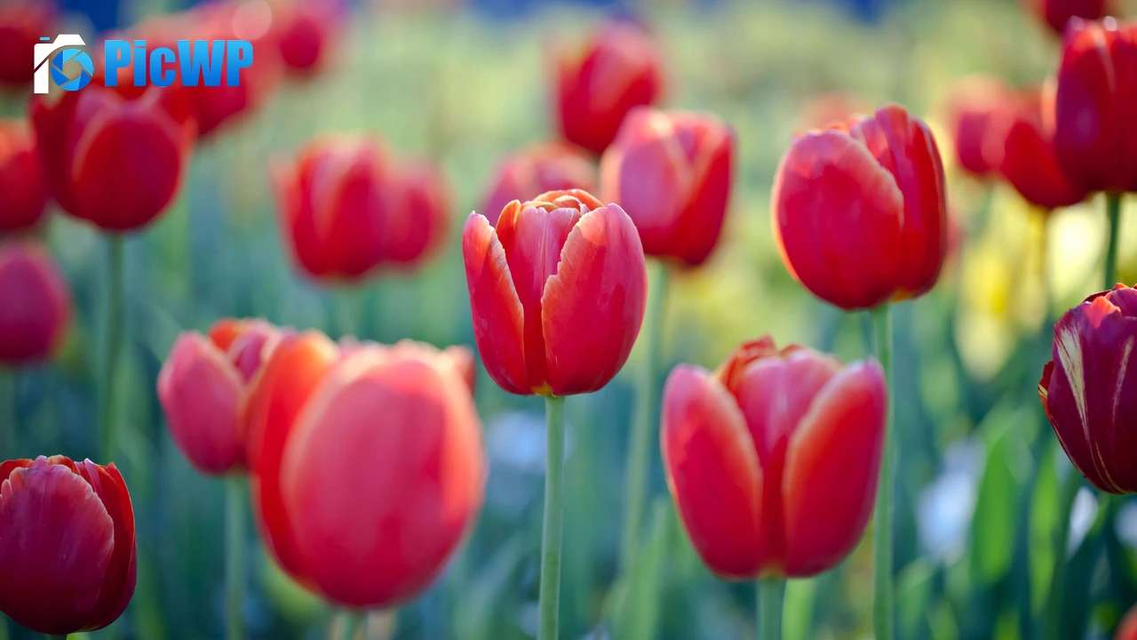 Tulip flowers Red Tulips 4K PC Wallpaper