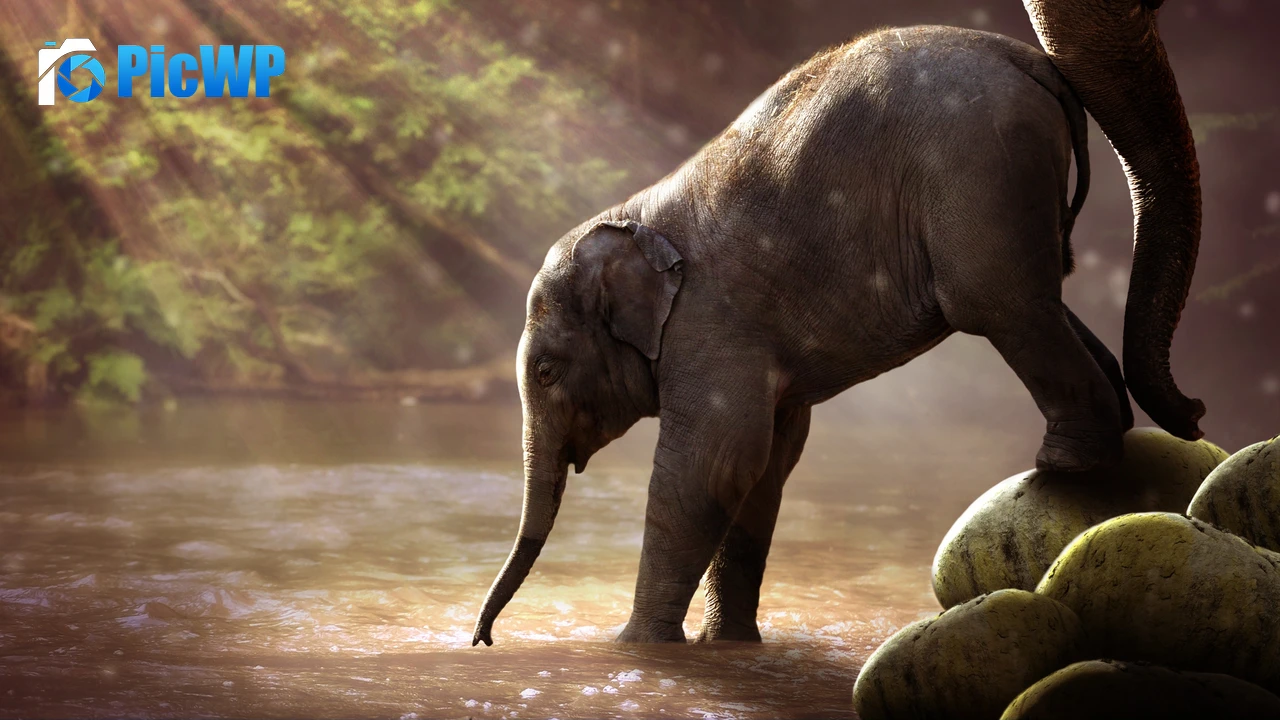 Elephant cub Rocks 4K PC Wallpaper