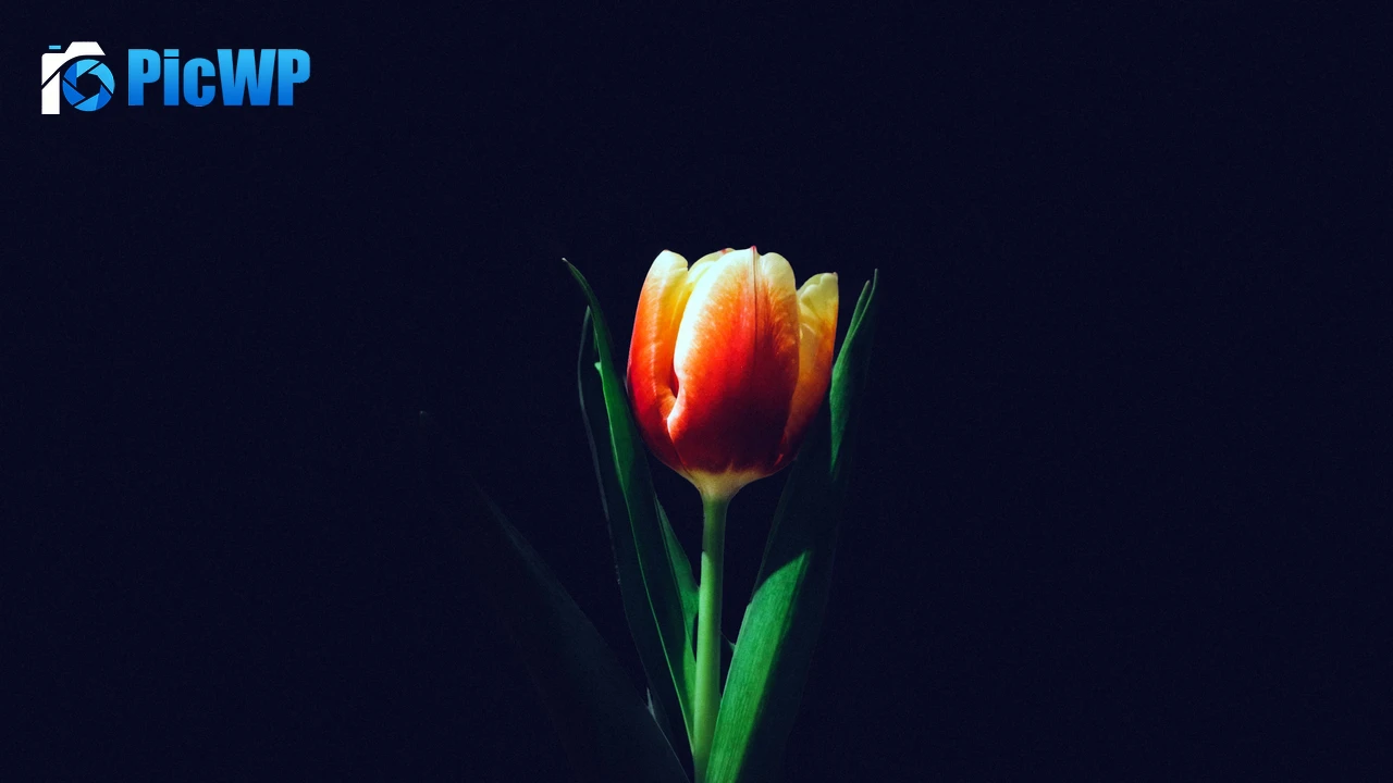 Tulip flower Orange tulips 4K PC Wallpaper