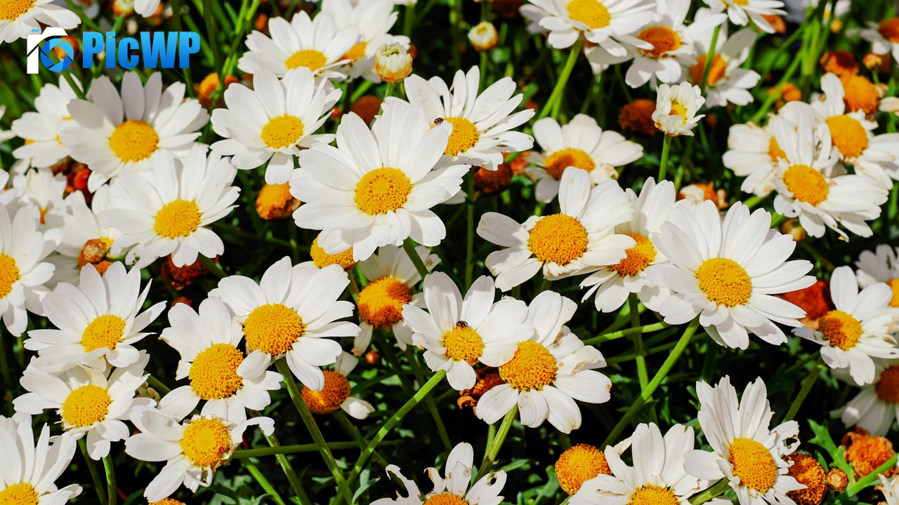 Daisies White flowers 4K PC Wallpaper