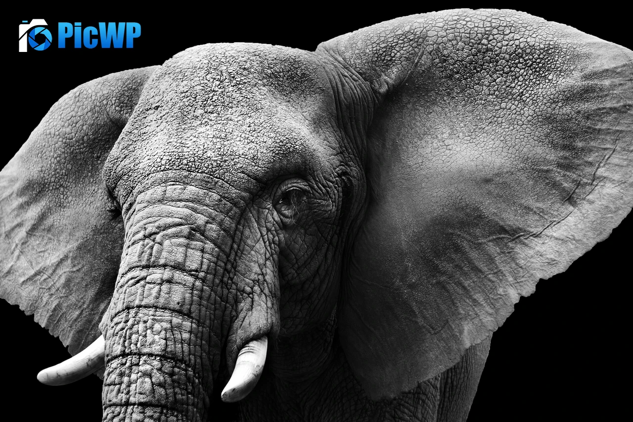 Elephant Monochrome 4K PC Wallpaper