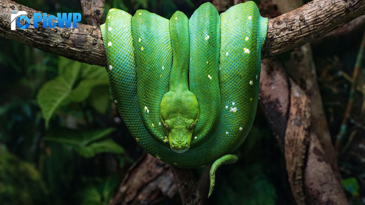 Green Python Green snake 4K PC Wallpaper