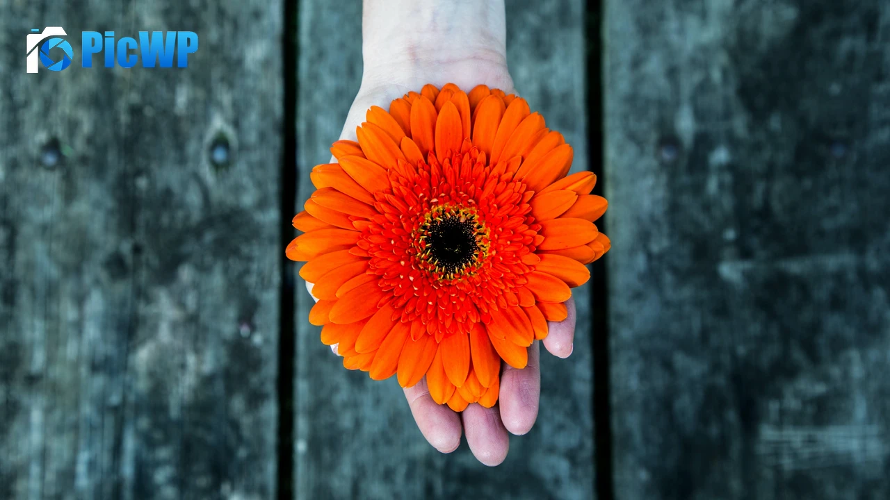 Orange flower Gerbera Daisy 4K PC Wallpaper