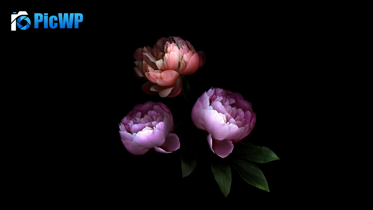 Rose flowers Colorful 4K PC Wallpaper