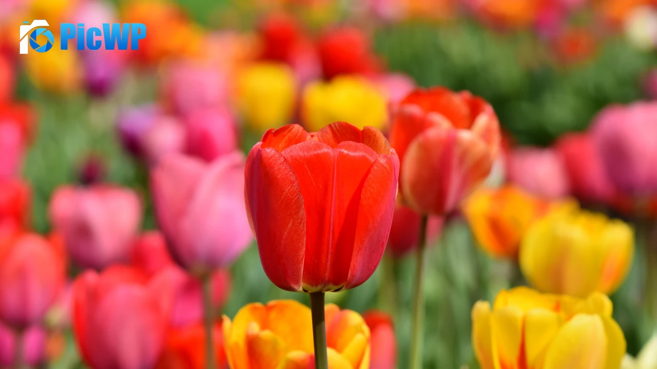 Tulip Field Multicolor 4K PC Wallpaper