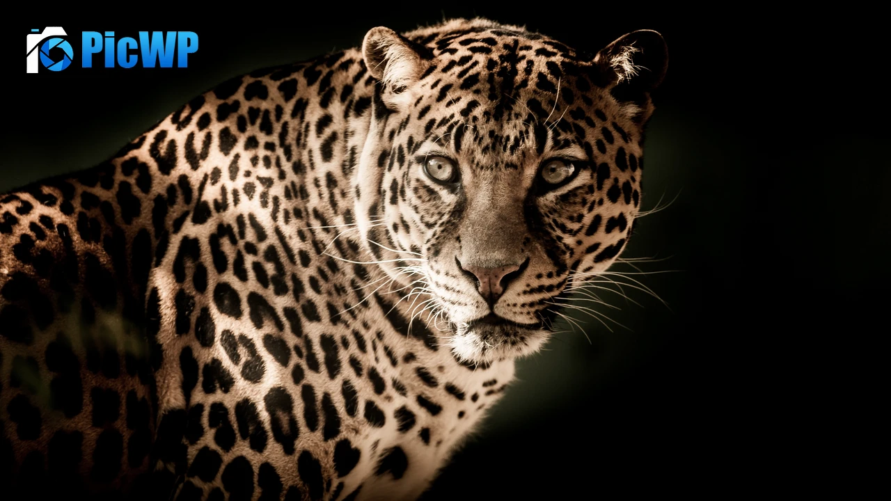 Leopard Wildcat 4K PC Wallpaper