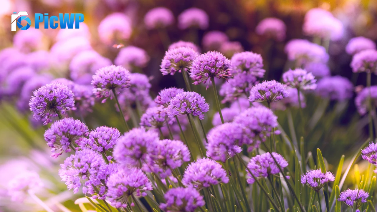 Purple Flowers Flower garden 4K PC Wallpaper