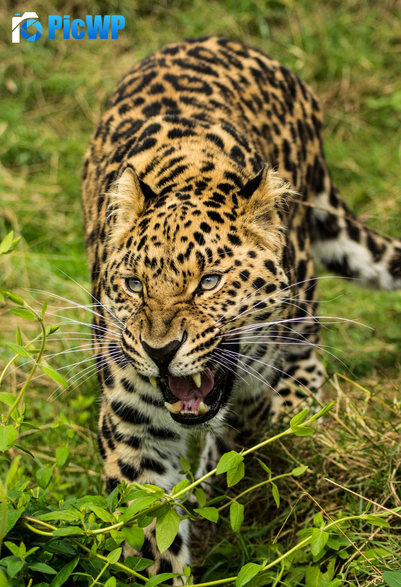 Leopard Green Grass 6K Mobile Wallpaper