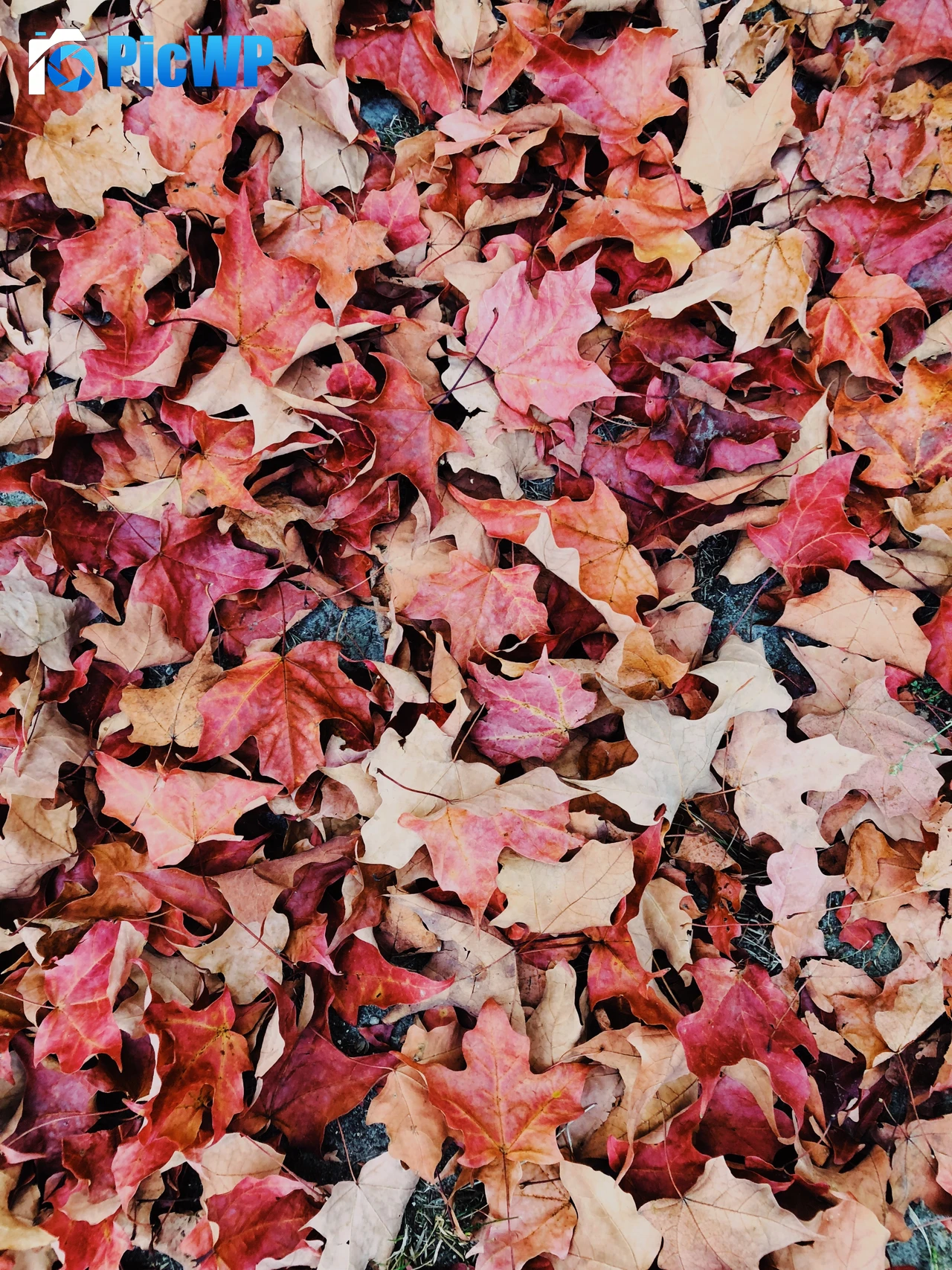 Maple leaves Purple 5K Mobile Wallpaper