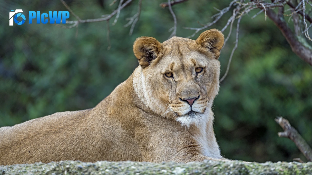 Young Lioness Wild animal 4K PC Wallpaper