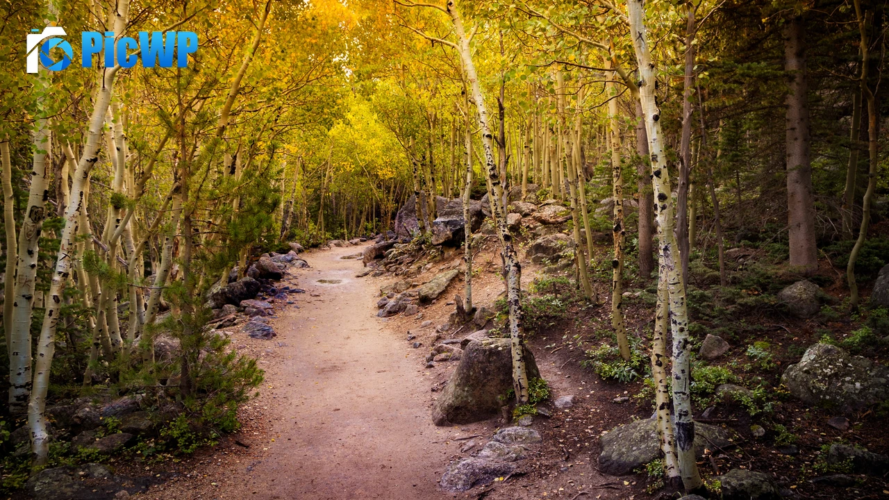 Aspen trees Pathway 4K PC Wallpaper