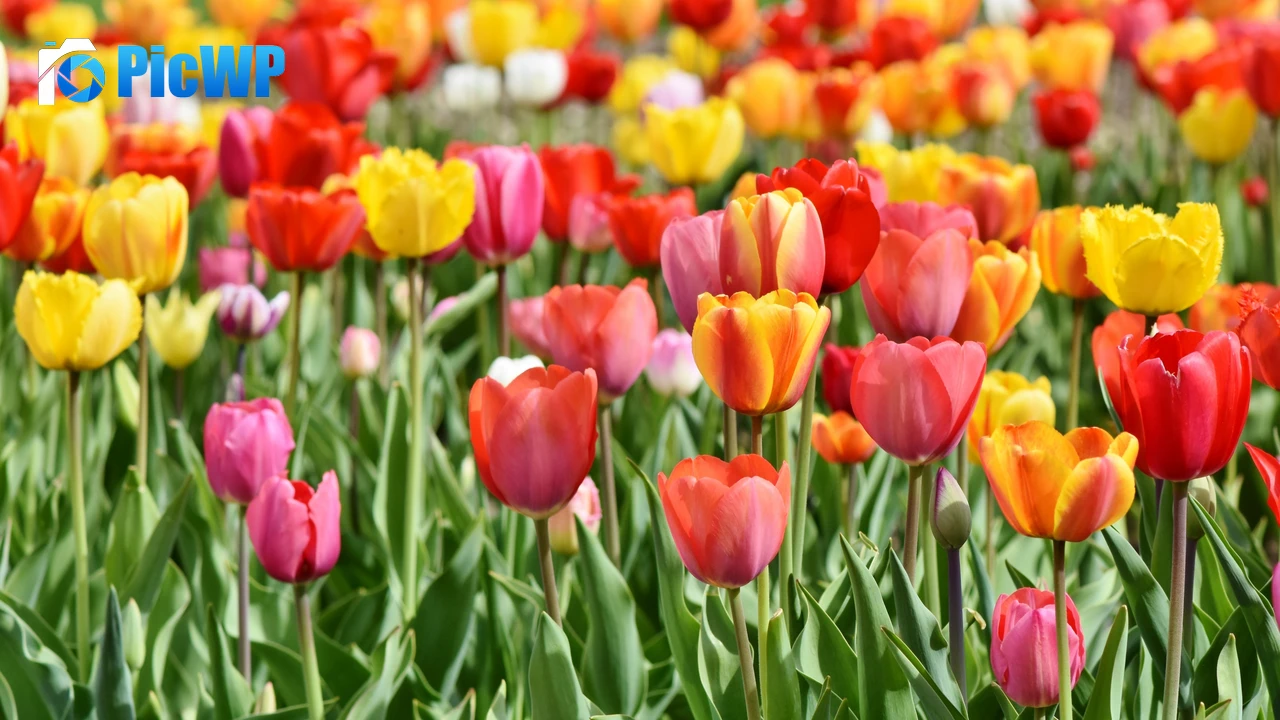 Colorful Tulip flowers Blooming in Spring 4K PC Wallpaper