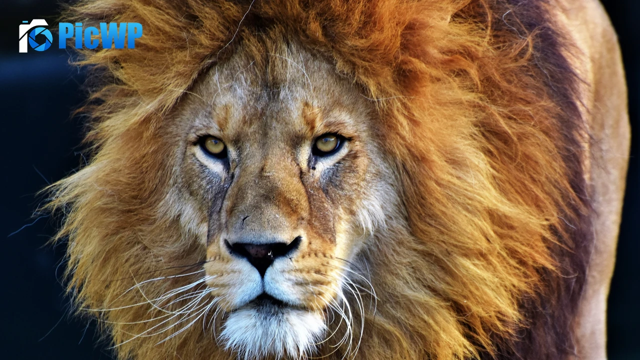 African Lion Closeup 4K PC Wallpaper