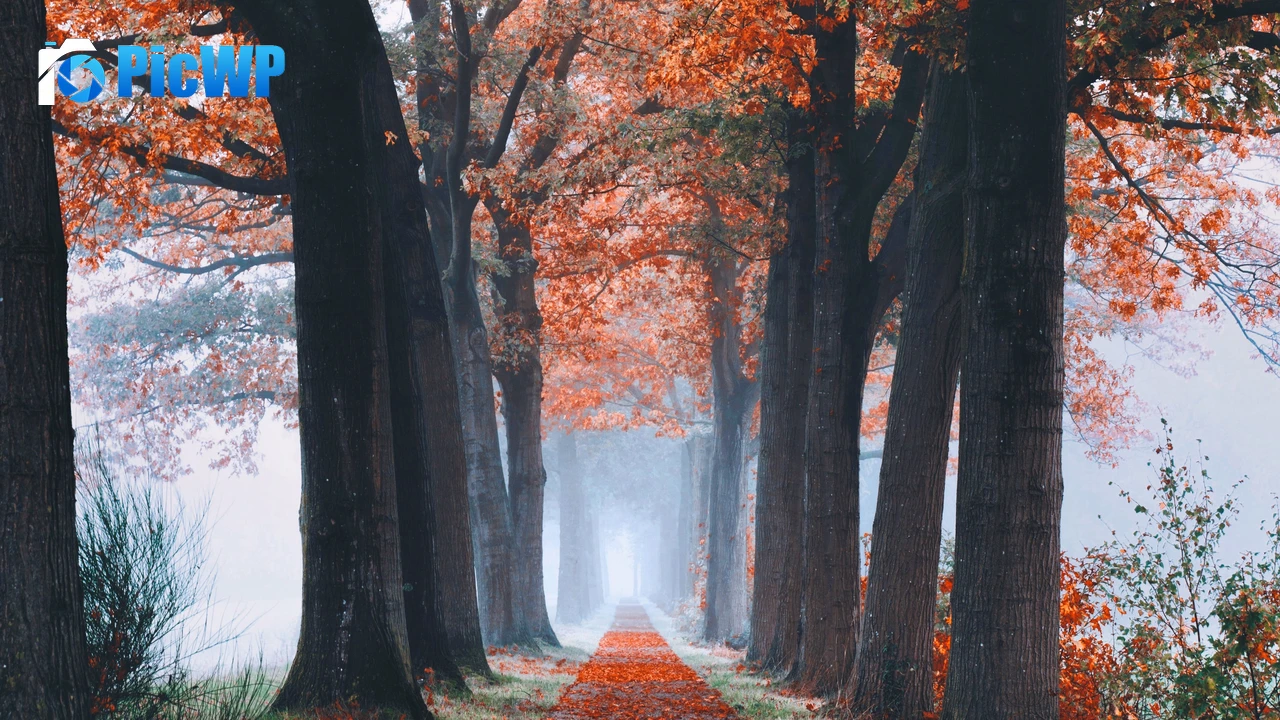 Autumn Foliage 4K PC Wallpaper