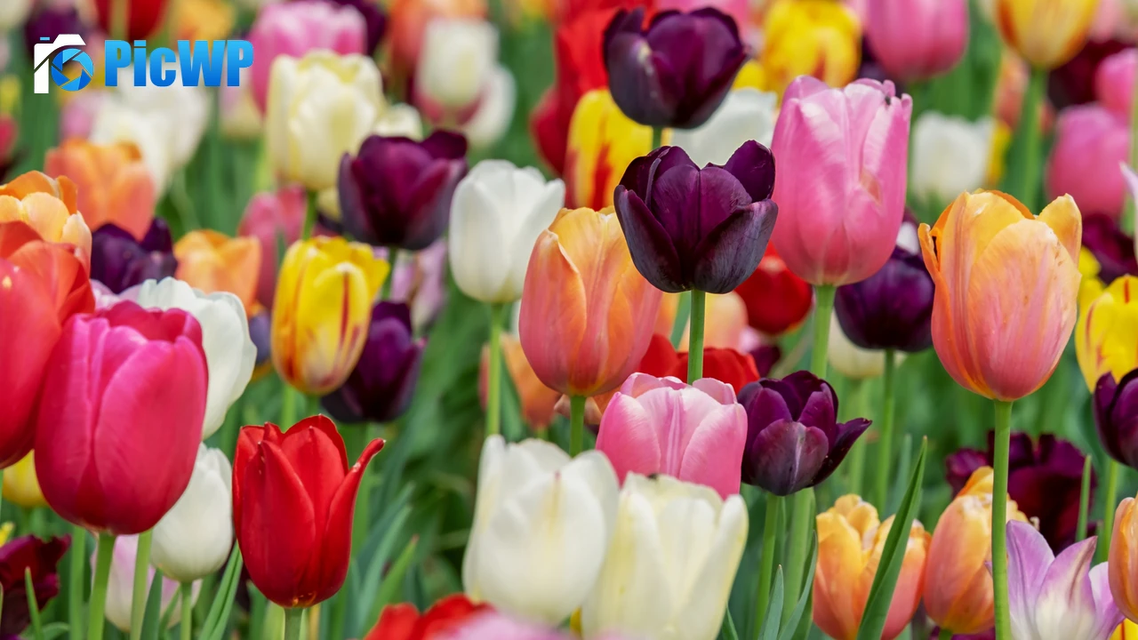 Colorful tulips in Bloom 4K PC Wallpaper