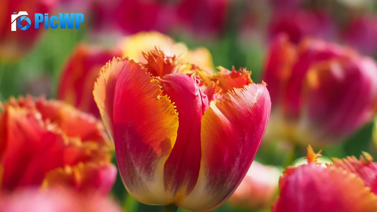 Tulips Garden 4K PC Wallpaper