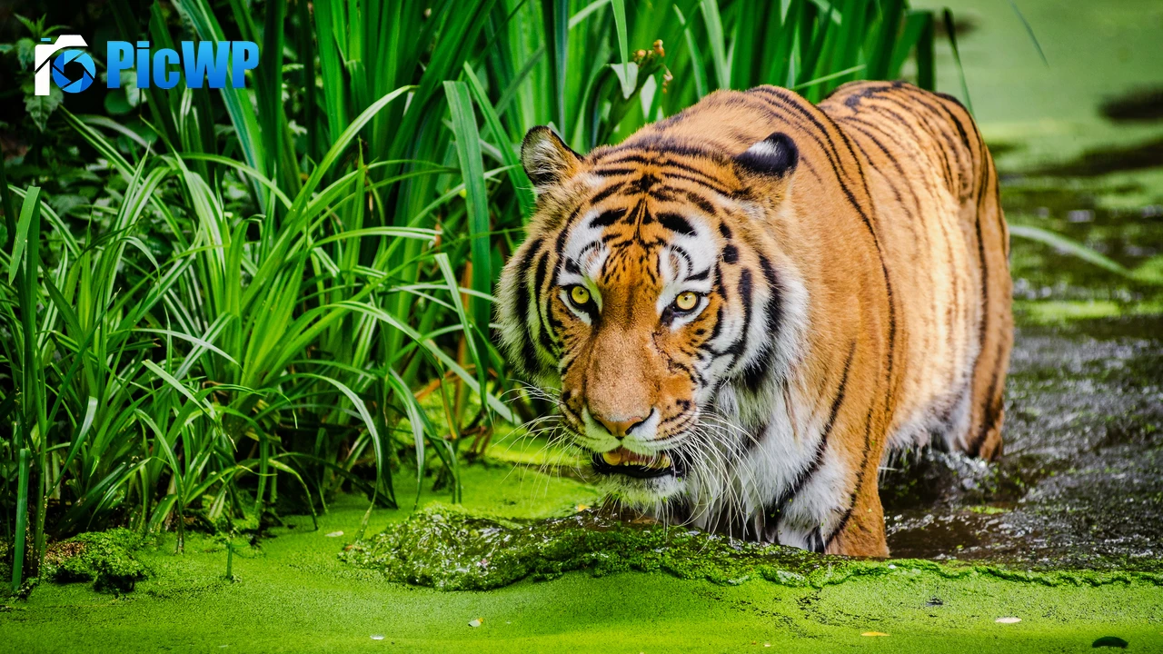 Siberian tiger Pond 4K PC Wallpaper