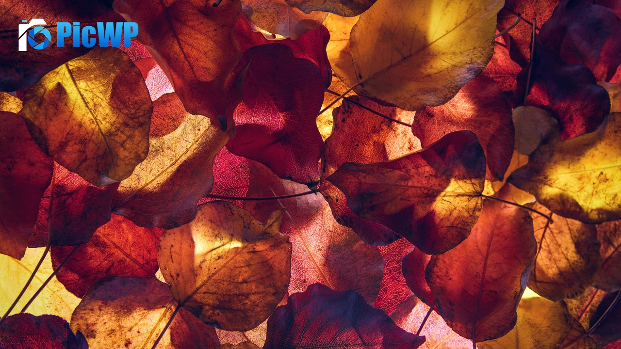 Maple leaves Autumn season 4K PC Wallpaper