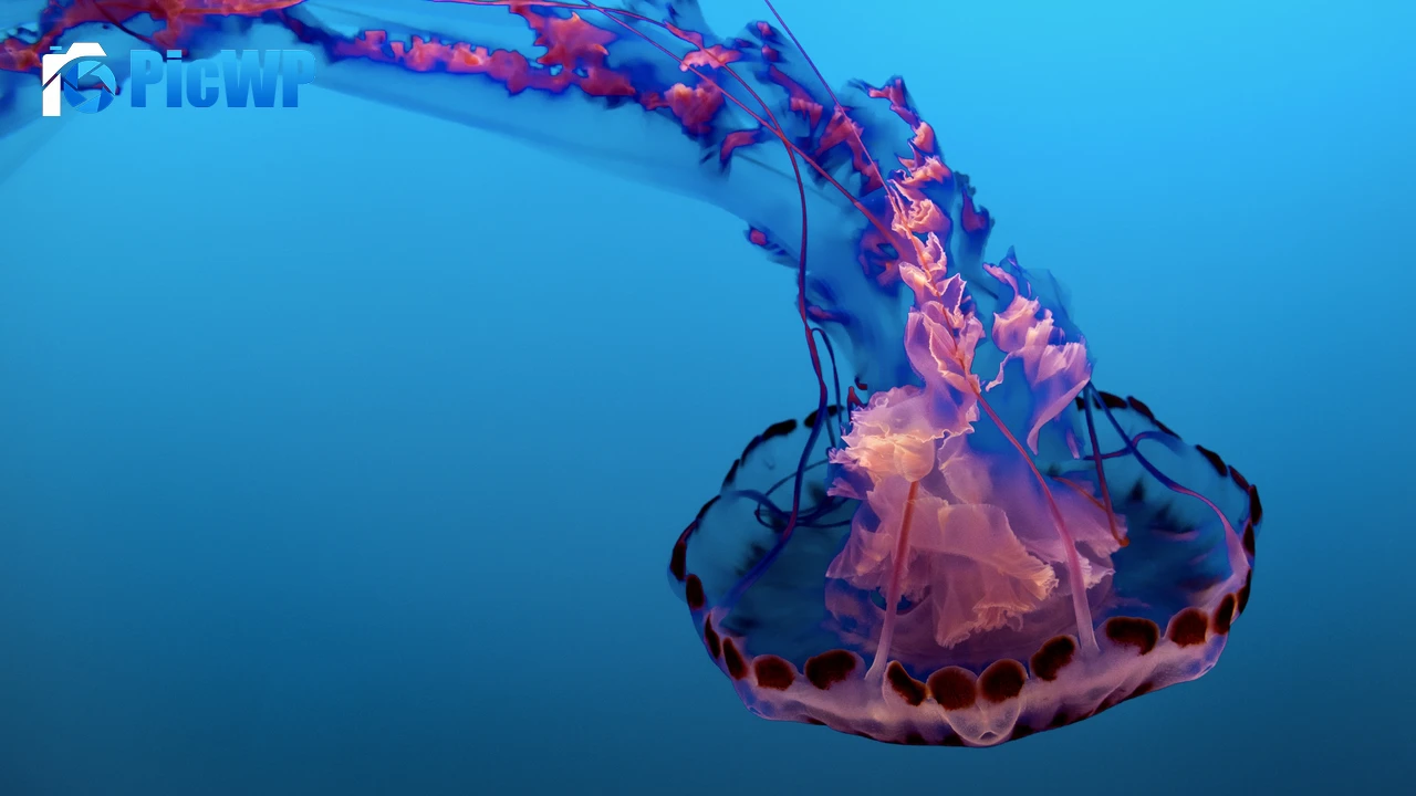 Jellyfish Pink 4K PC Wallpaper