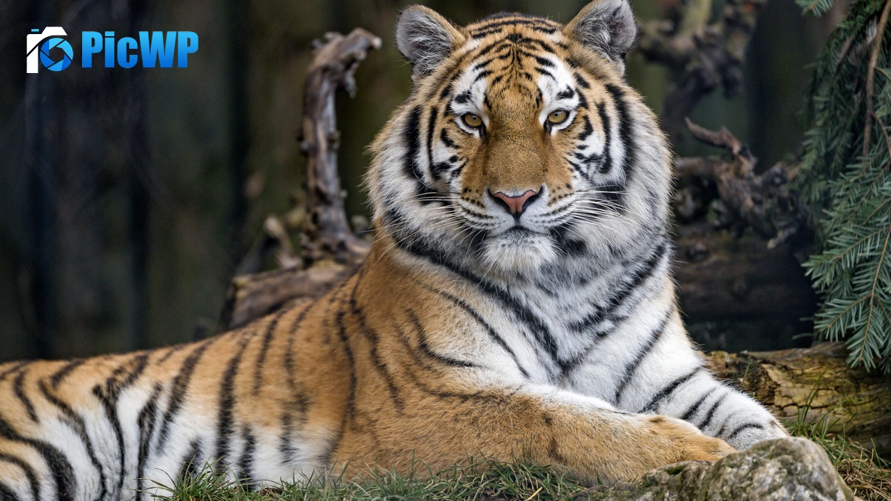 Siberian tigress Wild animal 4K PC Wallpaper