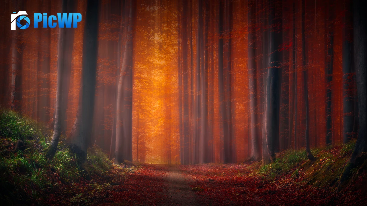 Autumn Forest Pathway 4K PC Wallpaper
