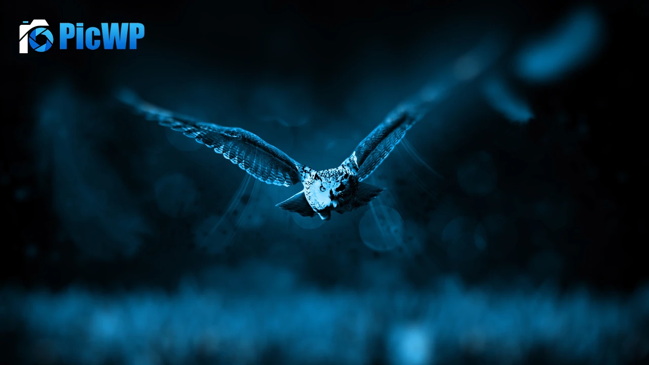 Owl Dark background 4K PC Wallpaper