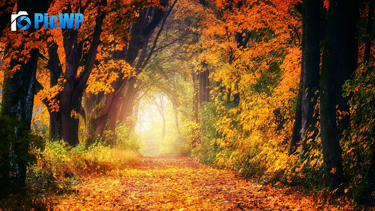 Forest Dirt road 4K PC Wallpaper