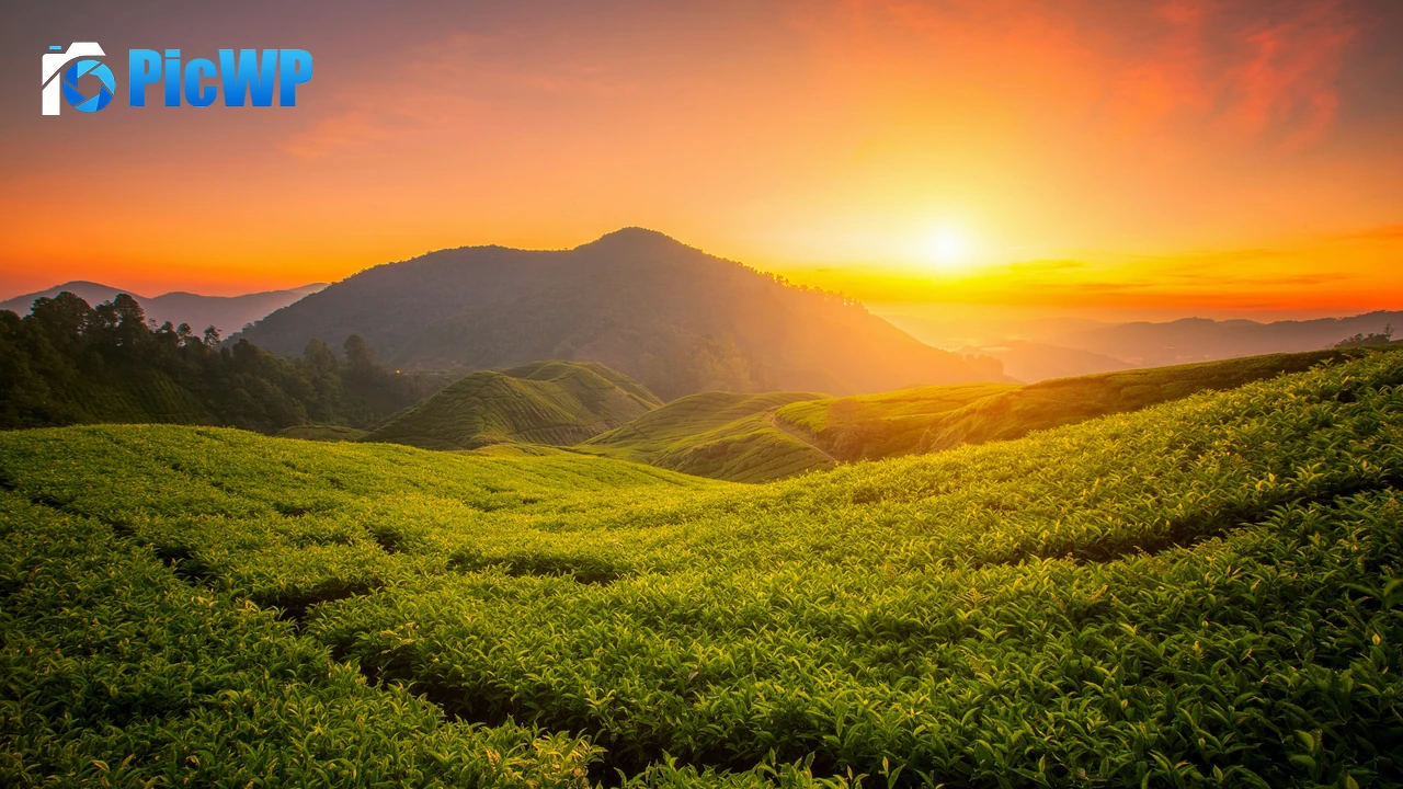 Tea form Cameron Highlands 4K PC Wallpaper