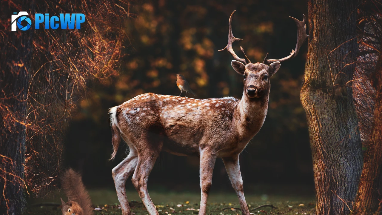 Fallow deer Squirrel 4K PC Wallpaper