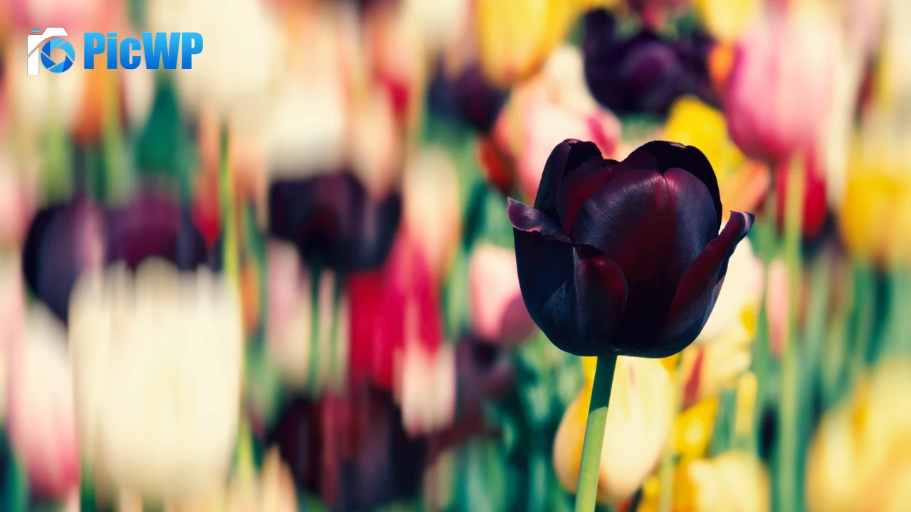 Tulip flowers Purple 4K PC Wallpaper