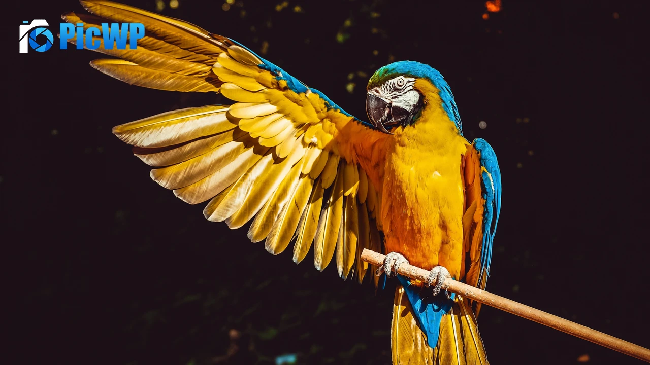 Yellow Macaw Bird 4K PC Wallpaper
