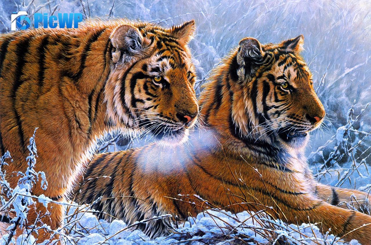 Tigers Pair 4K PC Wallpaper