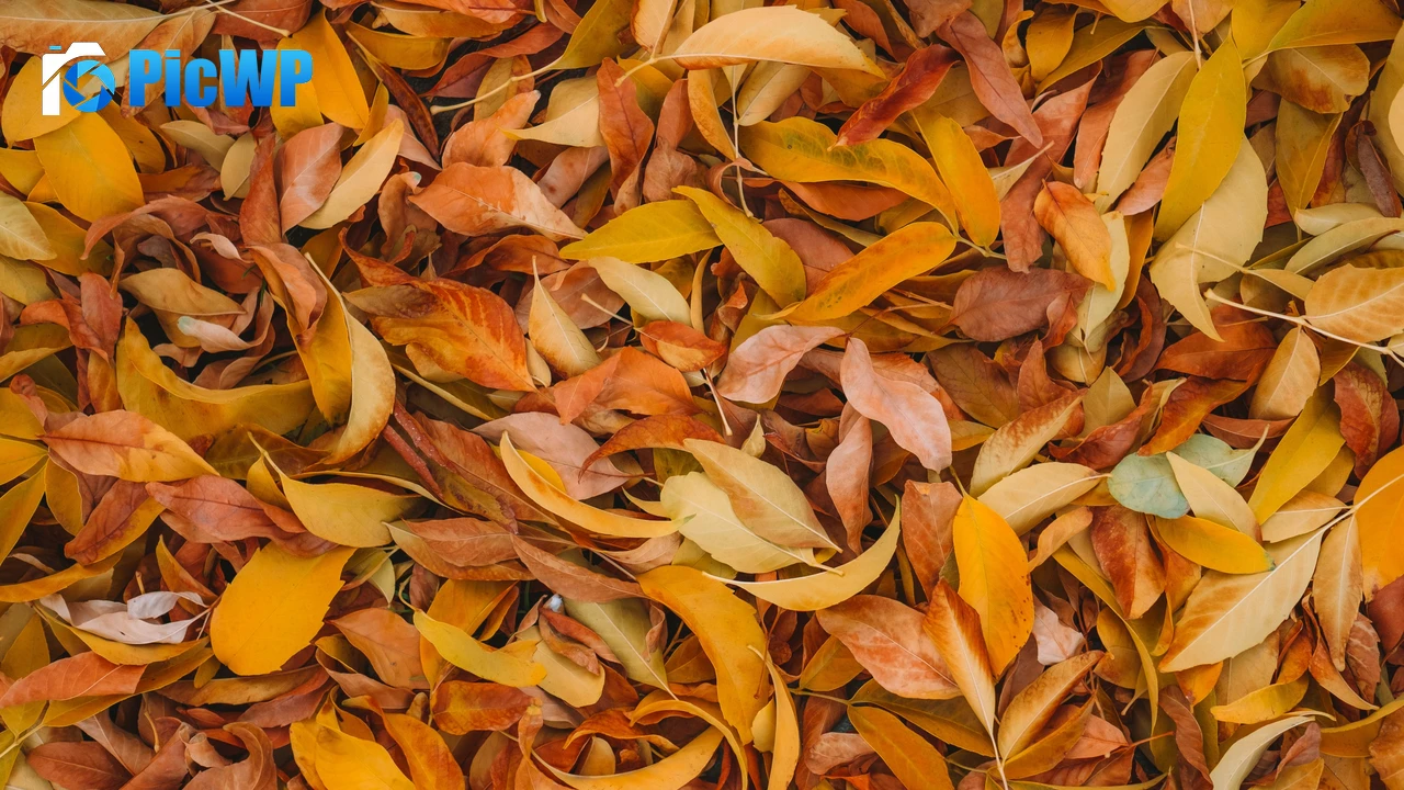 Leaves Fall Foliage 4K PC Wallpaper