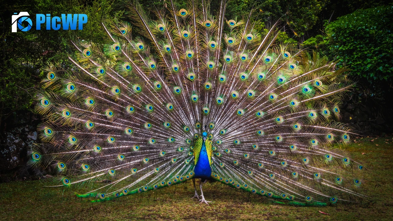 Peacock Green Grass 4K PC Wallpaper