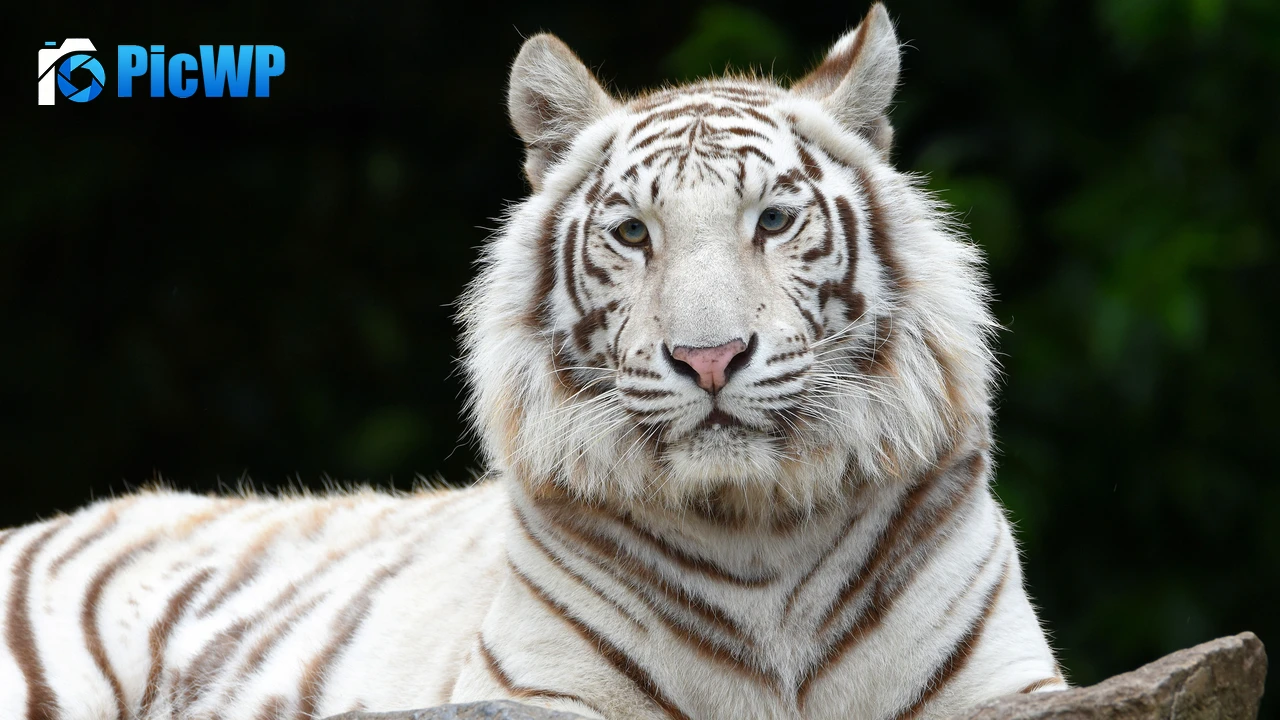 White tiger Siberian tiger 4K PC Wallpaper