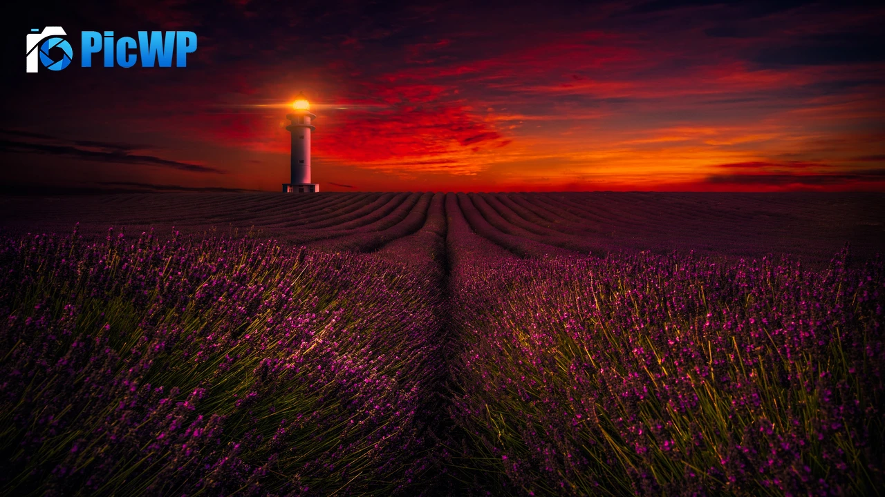 Sunset Lavender fields 4K PC Wallpaper