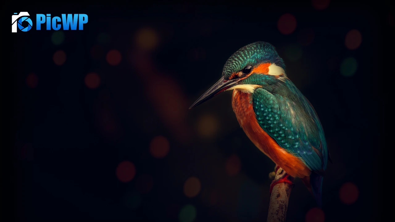 Kingfisher Bird 4K PC Wallpaper