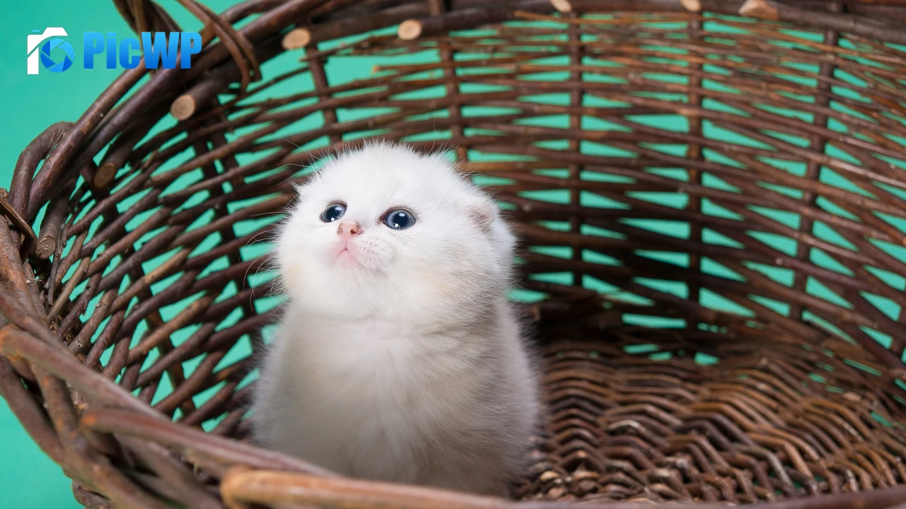 White cat Kitty 4K PC Wallpaper