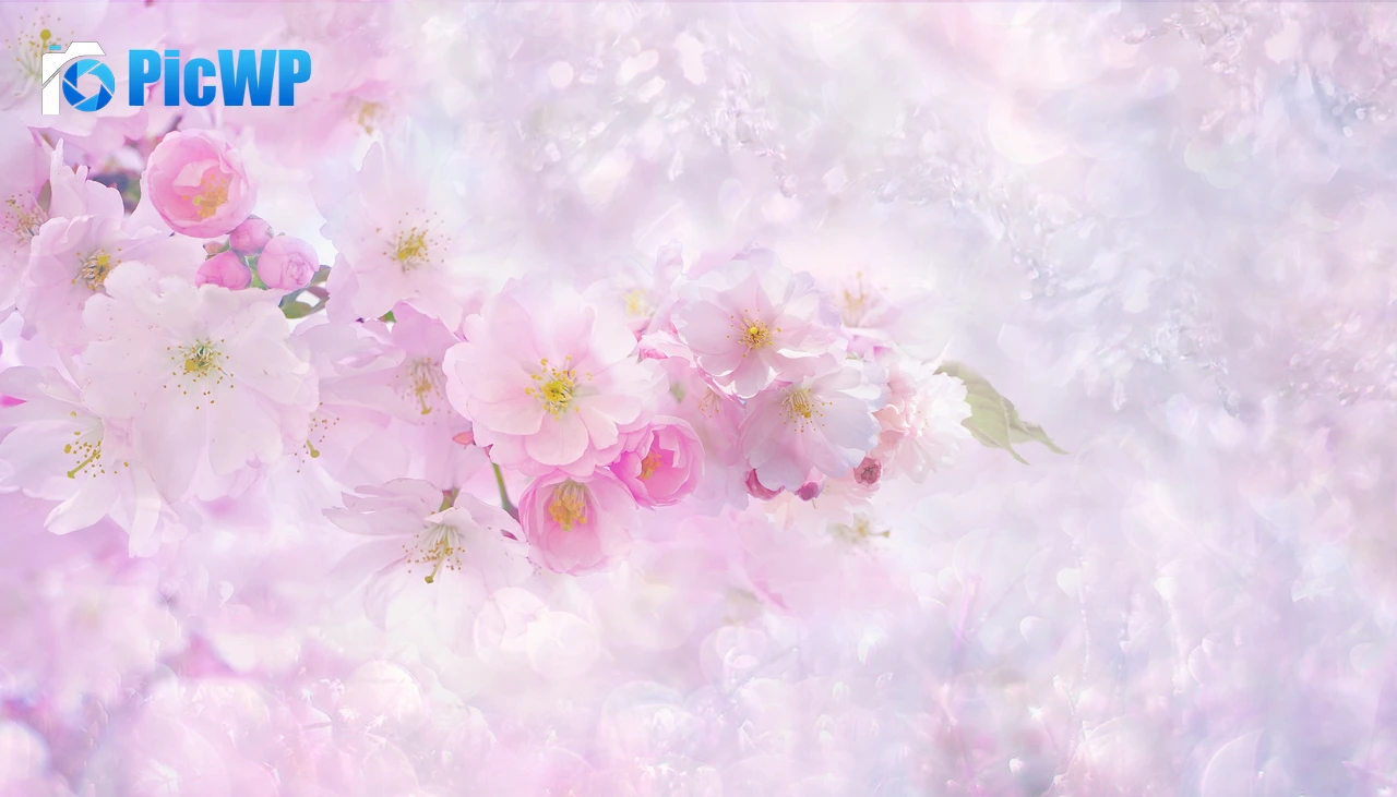 Cherry blossom Light pink background 4K PC Wallpaper
